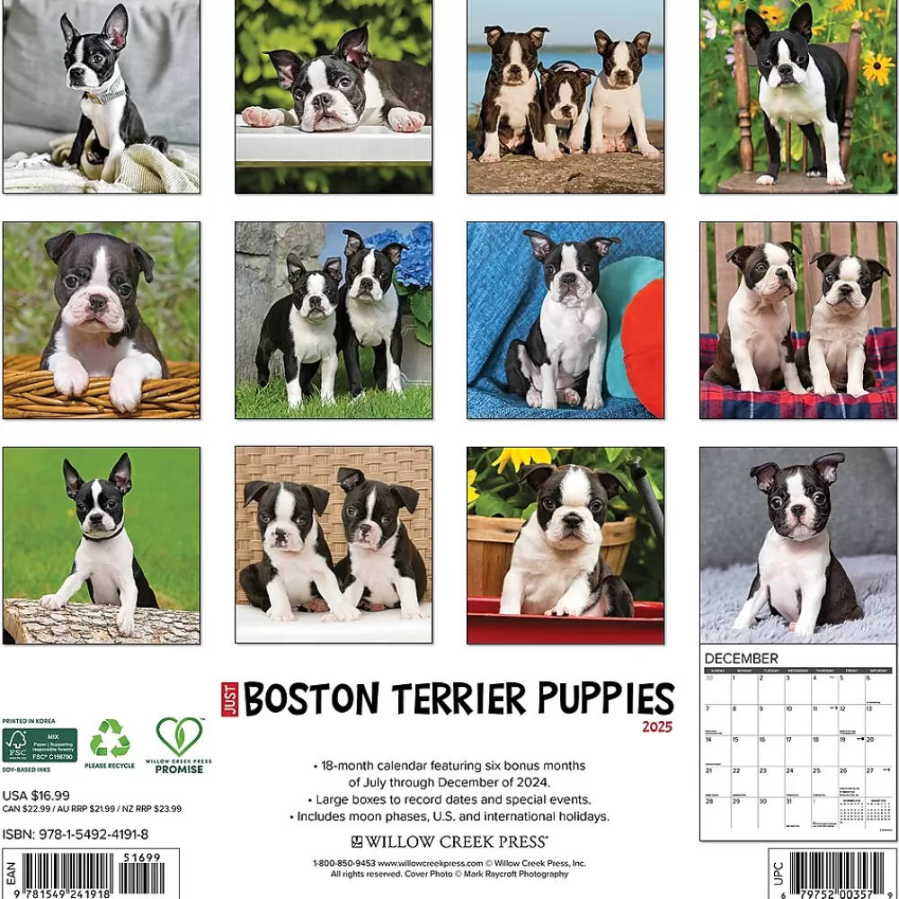 Willow Creek 2025 Calendars<2025 Just Boston Terrier Puppies 12" x 12" Monthly Wall Calendar, Multicolor (41918)
