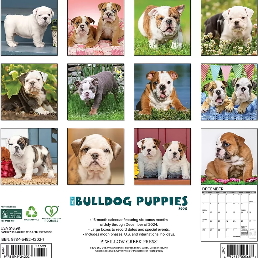 Willow Creek 2025 Calendars<2025 Just Bulldog Puppies 12" x 12" Monthly Wall Calendar, Multicolor (42021)