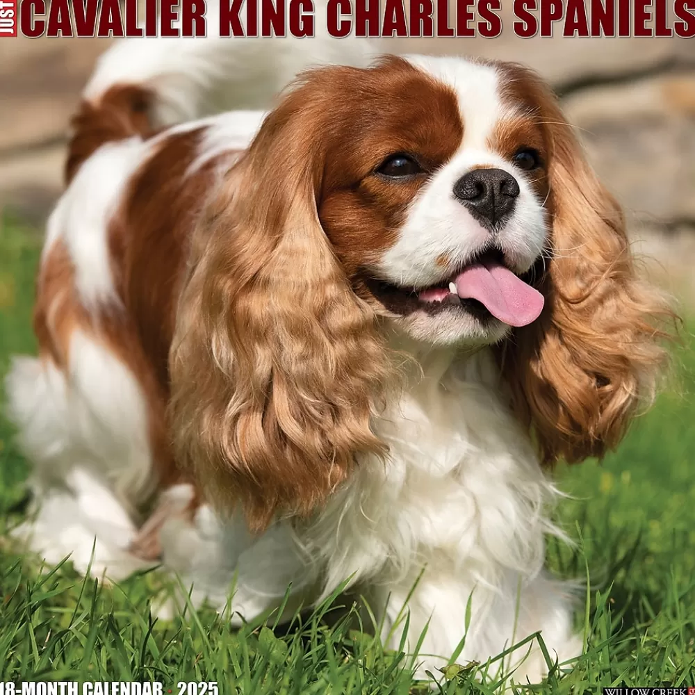 Willow Creek 2025 Calendars<2025 Just Cavalier King Charles Spaniels 12" x 12" Monthly Wall Calendar (42274)