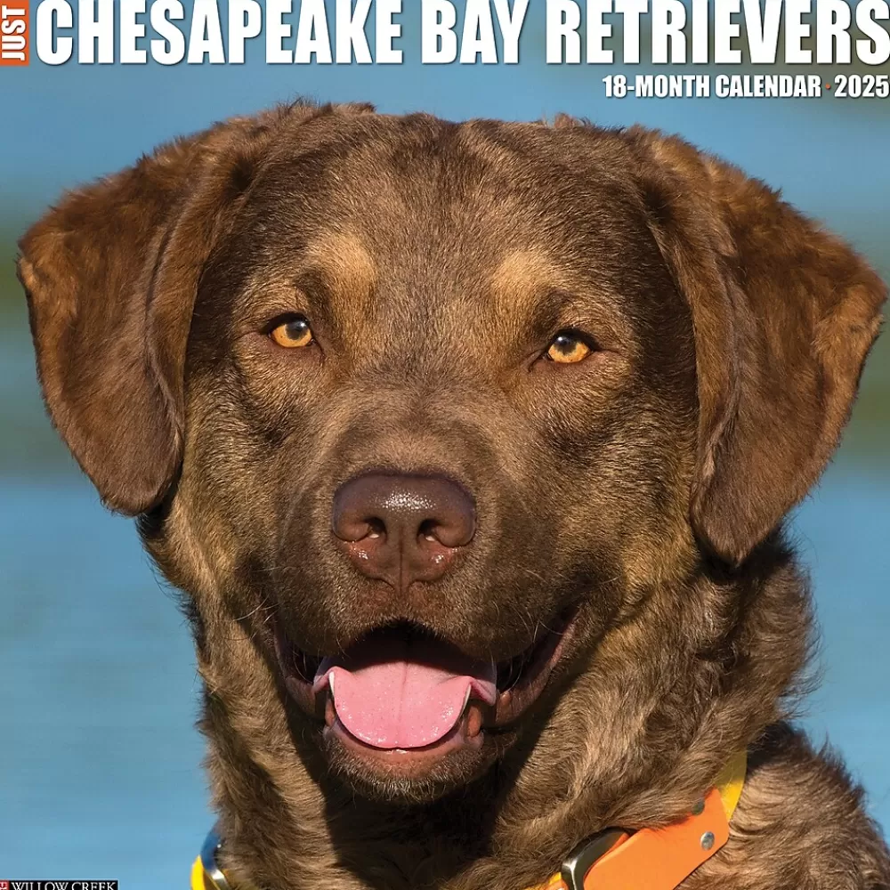 Willow Creek 2025 Calendars<2025 Just Chesapeake Bay Retrievers 12" x 12" Monthly Wall Calendar (42281)
