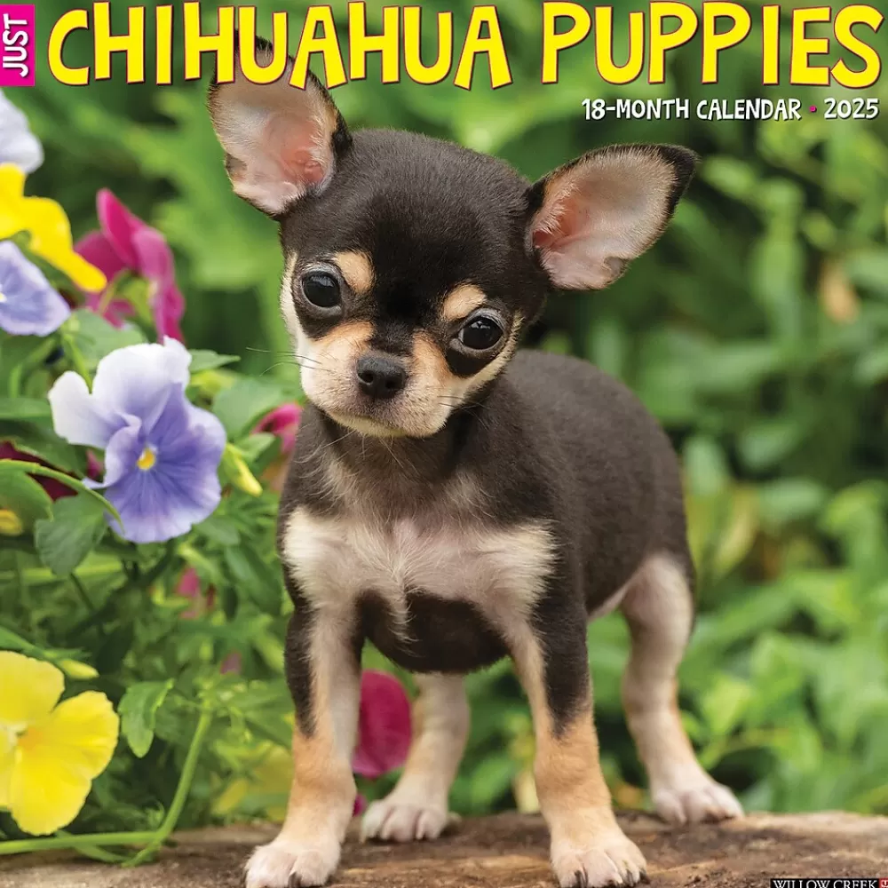 Willow Creek 2025 Calendars<2025 Just Chihuahua Puppies 12" x 12" Monthly Wall Calendar (42304)