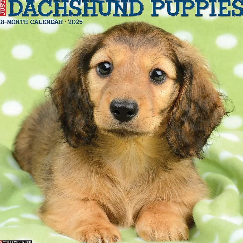 Willow Creek 2025 Calendars<2025 Just Dachshund Puppies 12" x 12" Monthly Wall Calendar (42649)