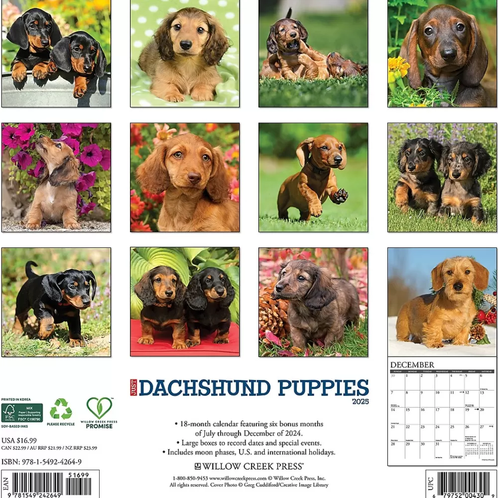 Willow Creek 2025 Calendars<2025 Just Dachshund Puppies 12" x 12" Monthly Wall Calendar (42649)