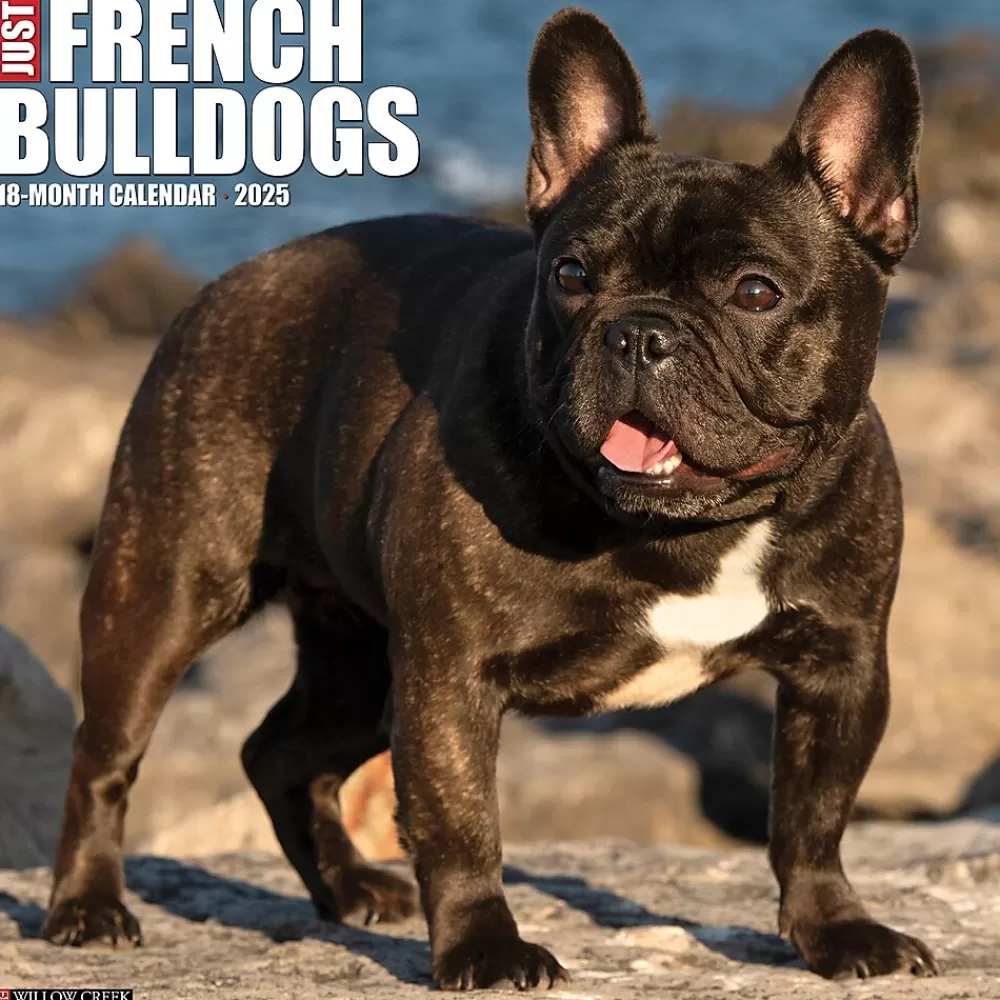 Willow Creek 2025 Calendars<2025 Just French Bulldogs 12" x 12" Monthly Wall Calendar (42953)