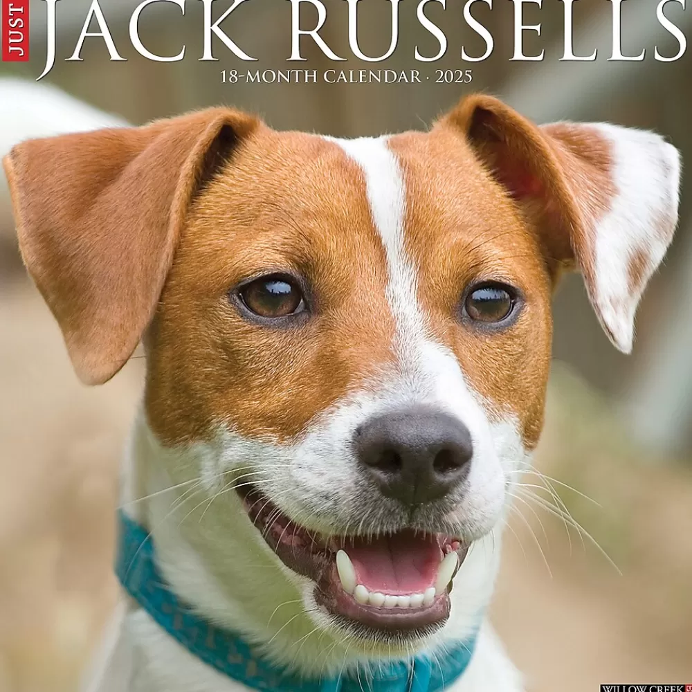 Willow Creek 2025 Calendars<2025 Just Jack Russells 12" x 12" Monthly Wall Calendar (43554)