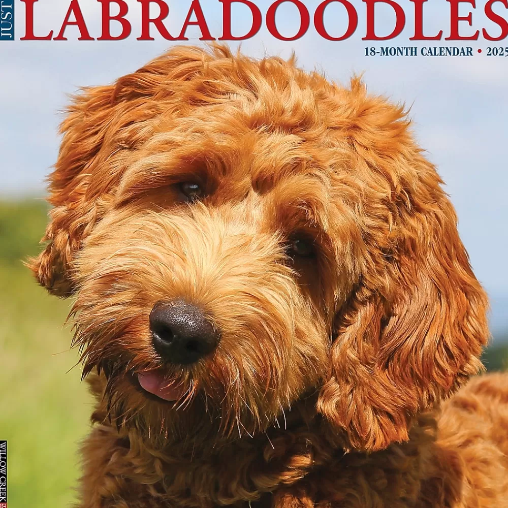 Willow Creek 2025 Calendars<2025 Just Labradoodles 12" x 12" Monthly Wall Calendar (43660)