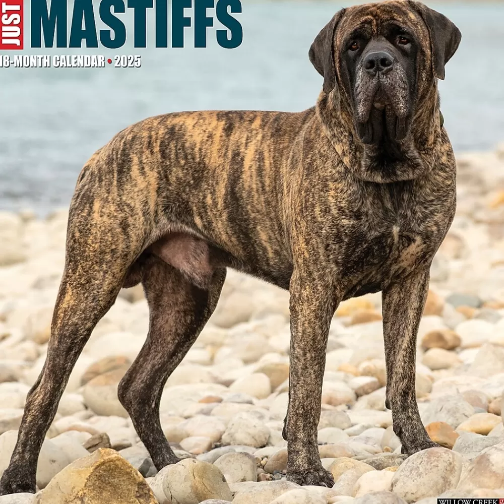 Willow Creek 2025 Calendars<2025 Just Mastiffs 12" x 12" Monthly Wall Calendar (43851)