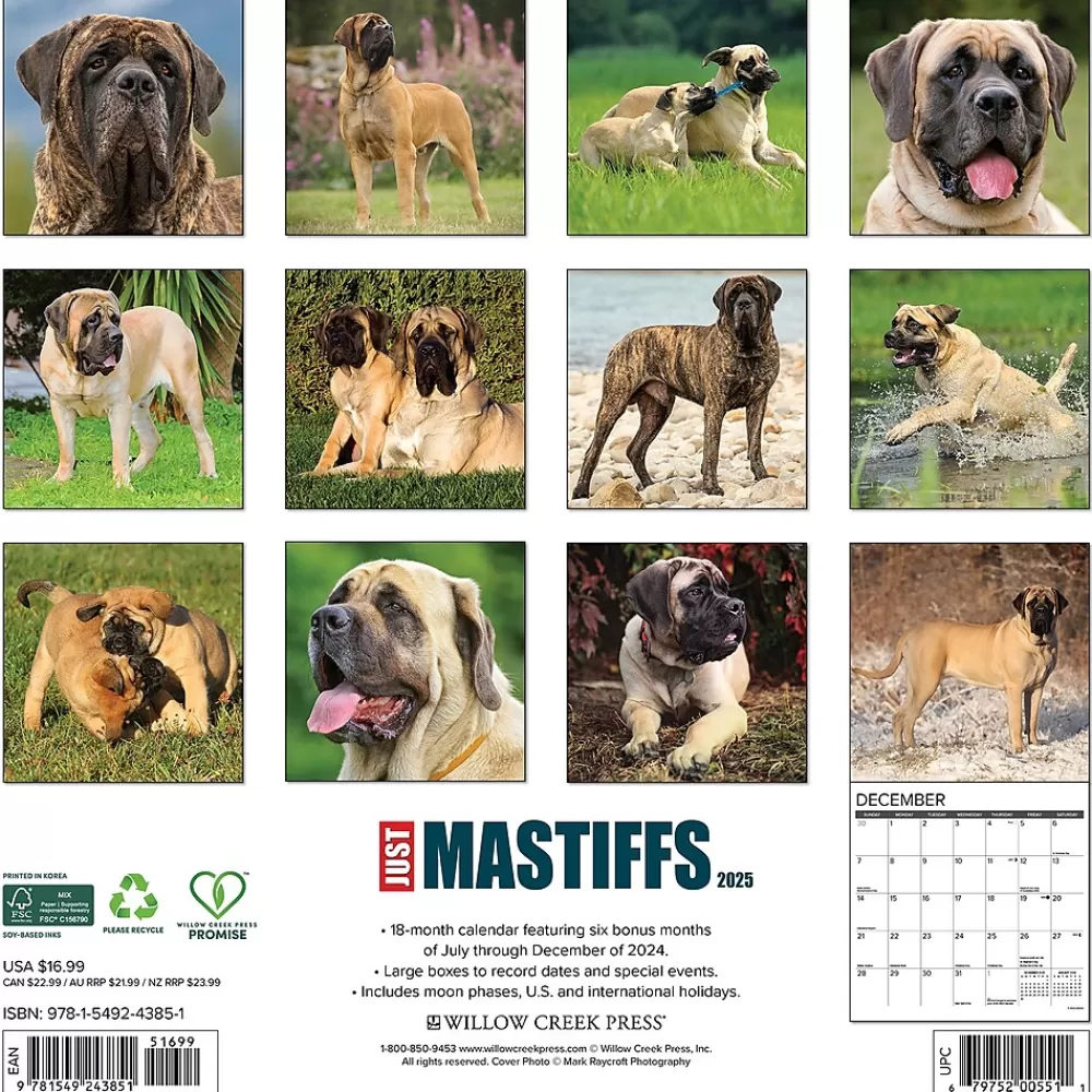 Willow Creek 2025 Calendars<2025 Just Mastiffs 12" x 12" Monthly Wall Calendar (43851)