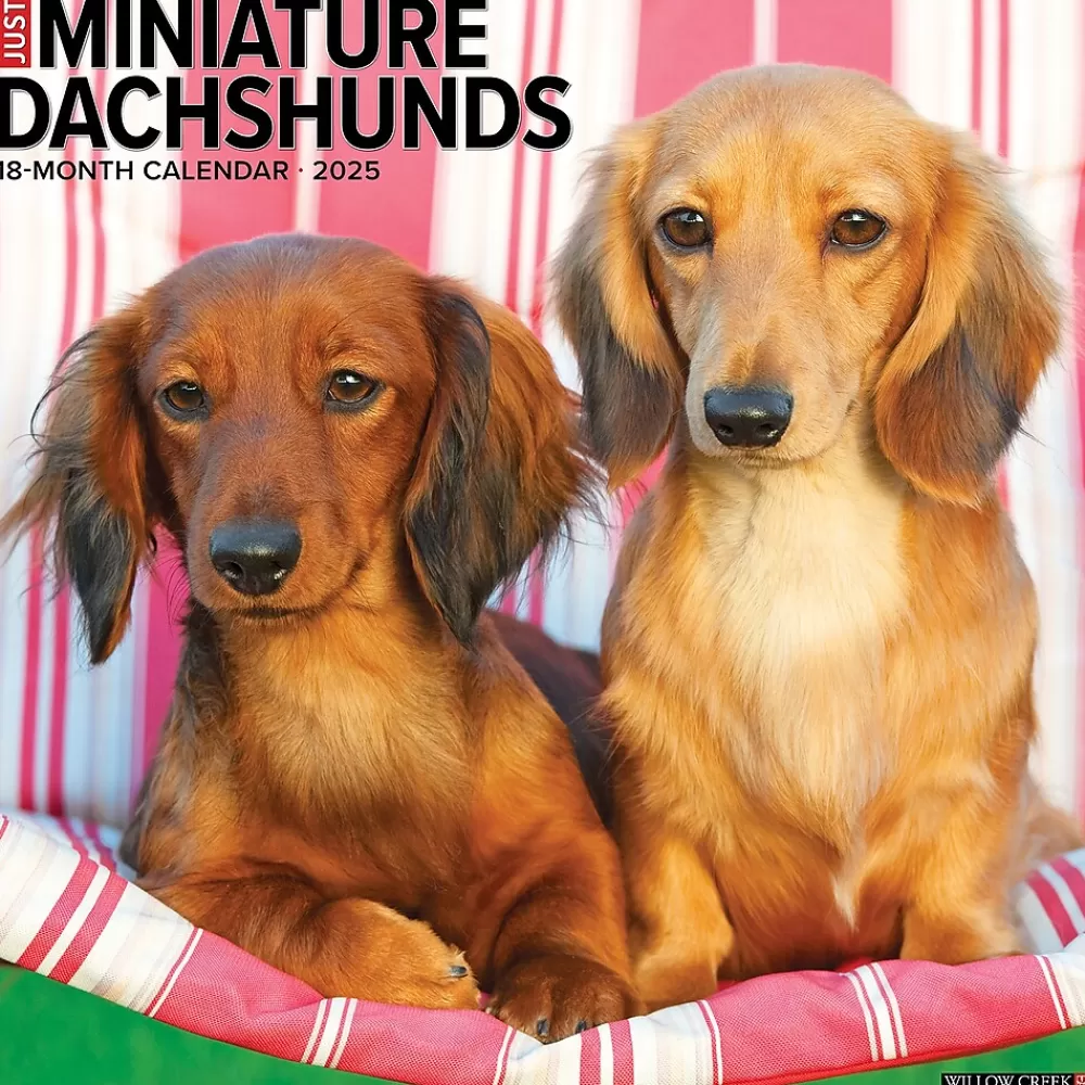 Willow Creek 2025 Calendars<2025 Just Miniature Dachshunds 12" x 12" Monthly Wall Calendar (43912)