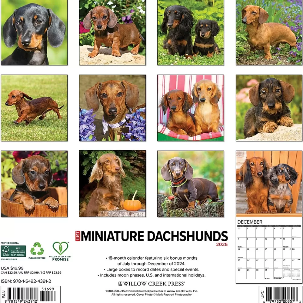 Willow Creek 2025 Calendars<2025 Just Miniature Dachshunds 12" x 12" Monthly Wall Calendar (43912)