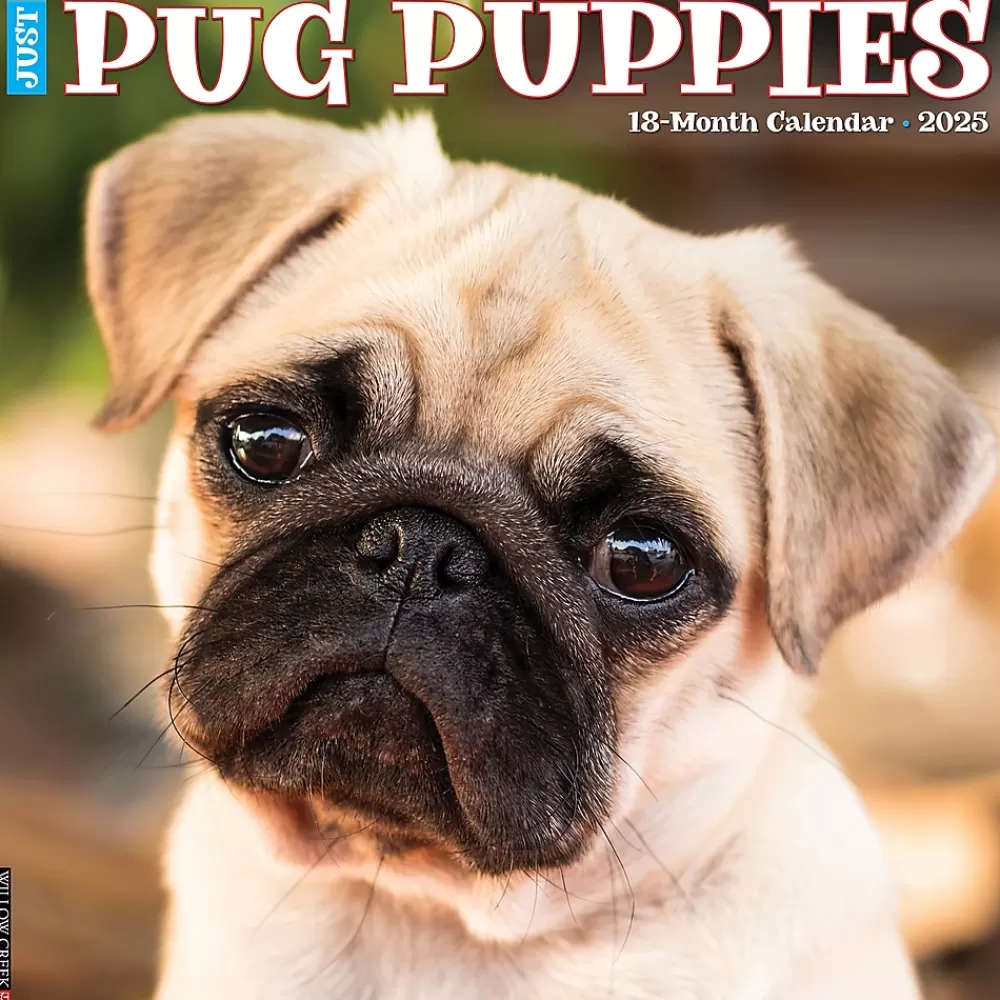 Willow Creek 2025 Calendars<2025 Just Pug Puppies 12" x 12" Monthly Wall Calendar (44568)