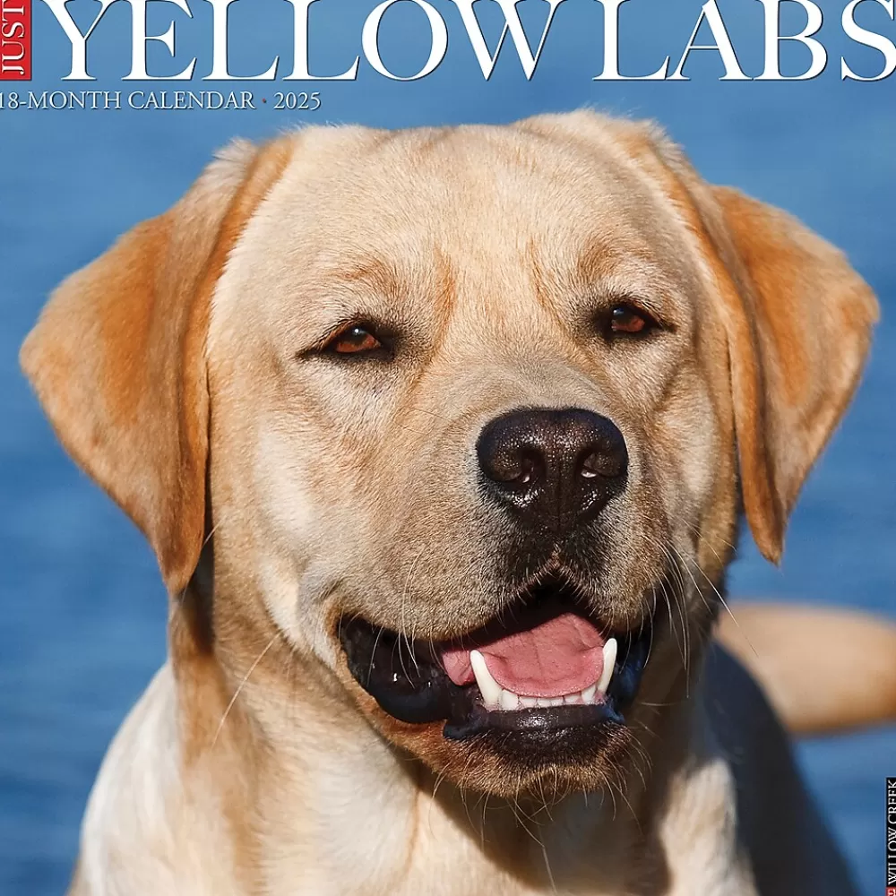 Willow Creek 2025 Calendars<2025 Just Yellow Labs 12" x 12" Monthly Wall Calendar (45534)