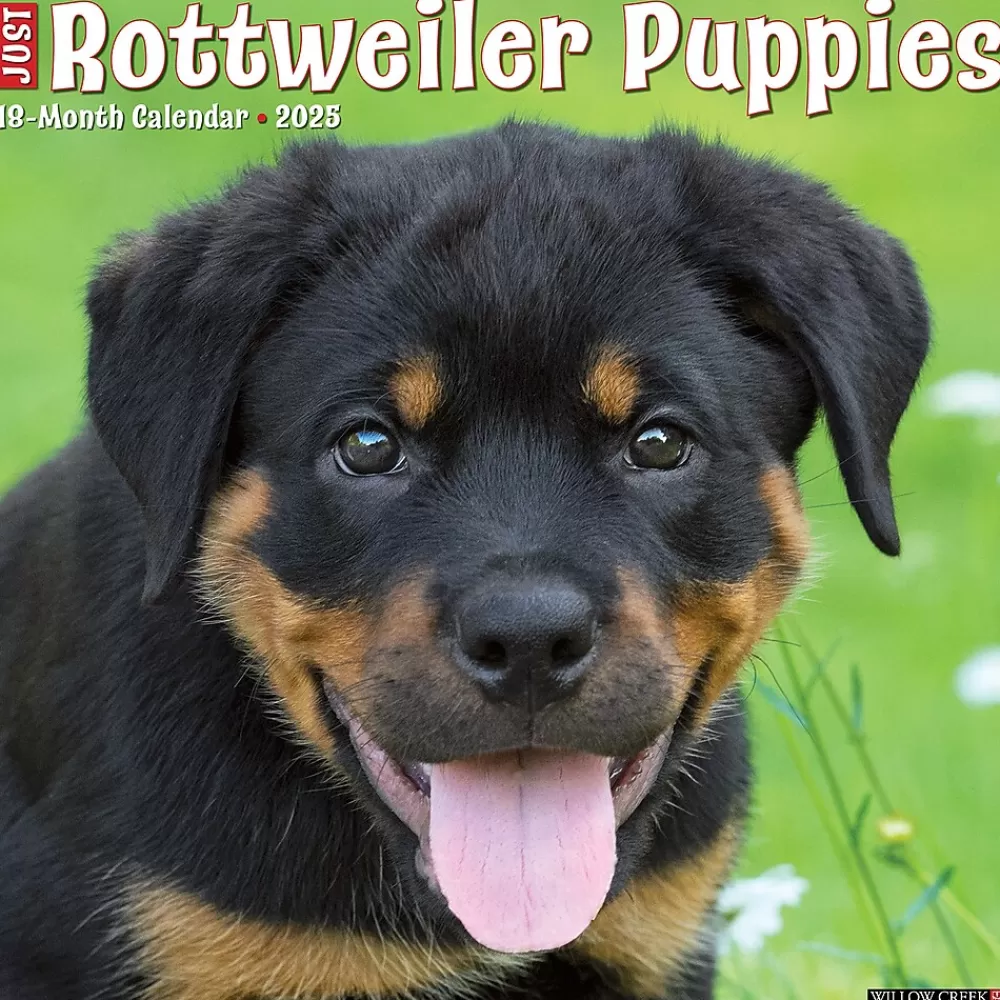 Willow Creek 2025 Calendars<2025 Press Just Rottweiler Puppies 2025 Wall Calendar 12" x 12" (44681)