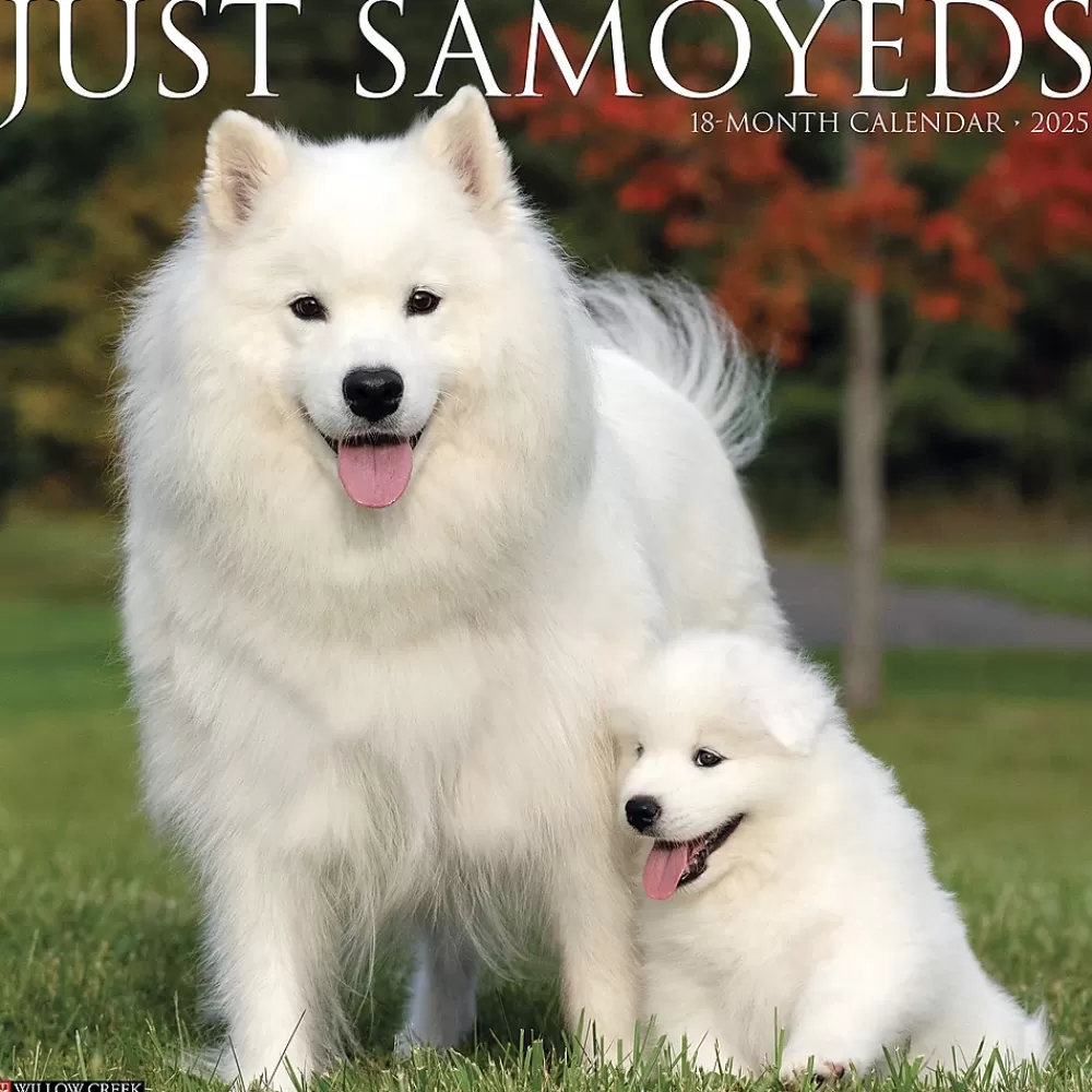 Willow Creek 2025 Calendars<2025 Press Just Samoyeds 2025 Wall Calendar 12" x 12" (44735)